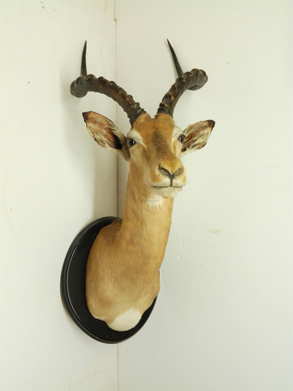 cabeza antilope pared fauna madera 40-96x35-39x50.5 (55eu) 1u